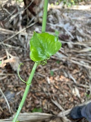 Smilax laurifolia