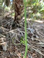 Smilax laurifolia
