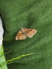 Scotopteryx chenopodiata