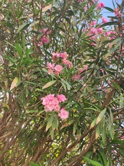 Nerium oleander