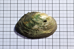 Pseudanodonta complanata