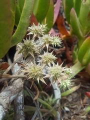 Eryngium armatum