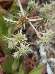 Eryngium armatum