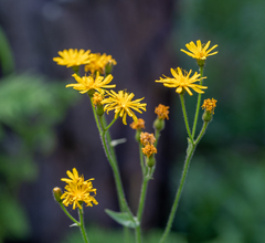 Crepis lyrata