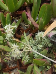 Eryngium armatum