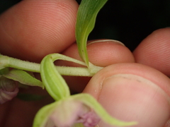 Epipactis leptochila neglecta