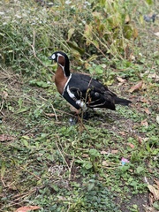 Branta ruficollis