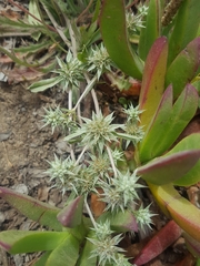 Eryngium armatum