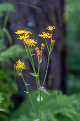 Crepis lyrata