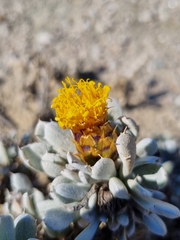 Eremothamnus marlothianus image