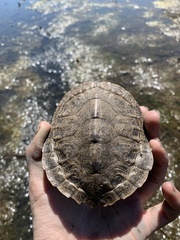 Graptemys geographica