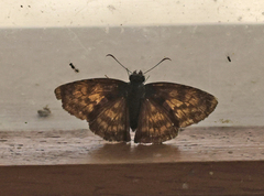 Anastrus sempiternus