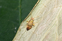 Pseudoloxops coccineus