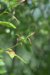 Salix prolixa