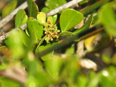 Searsia laevigata laevigata
