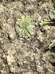 Riccia cavernosa