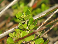 Searsia laevigata laevigata