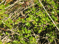 Searsia laevigata laevigata
