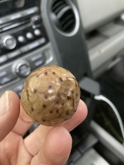 Amphibolips quercusinanis