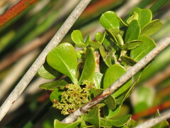 Searsia laevigata laevigata