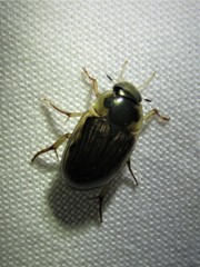 Tropisternus collaris