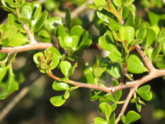 Searsia laevigata laevigata