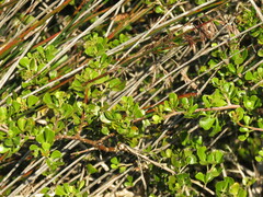 Searsia laevigata laevigata