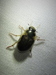 Tropisternus collaris