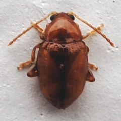 Chrysomelidae