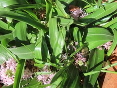 Daubenya comata