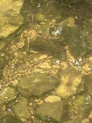 Xiphophorus variatus