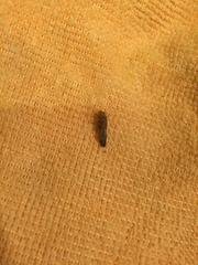 Homalodisca
