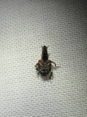 Conotrachelus anaglypticus