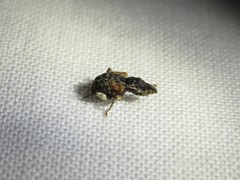 Conotrachelus anaglypticus