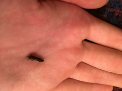 Homalodisca