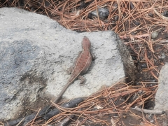Sceloporus bicanthalis