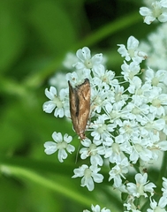 Epermenia illigerella