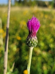 Cirsium tuberosum