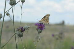 Centaurea scabiosa apiculata