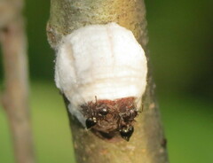 Pulvinaria innumerabilis