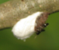 Pulvinaria innumerabilis