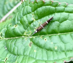 Athripsodes albifrons