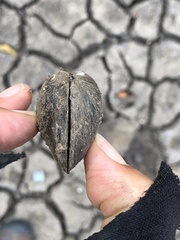 Glebula rotundata