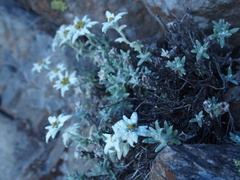 Leontopodium microphyllum