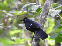 Pyriglena leucoptera