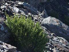 Berberis morrisonensis