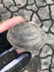 Glebula rotundata