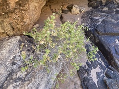 Brickellia atractyloides
