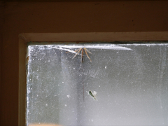 Megarhyssa nortoni