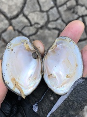 Glebula rotundata